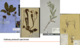 An arrangement of pressed plant specimens on a powerpoint slide